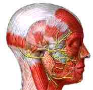 figure2 salivary glands