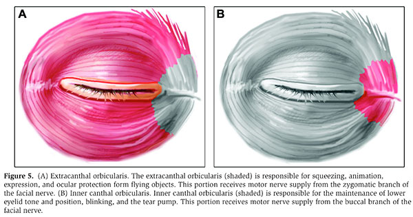 Eyelid Springs - Lagophthalmos Treatment