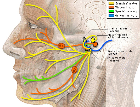 facial nerve