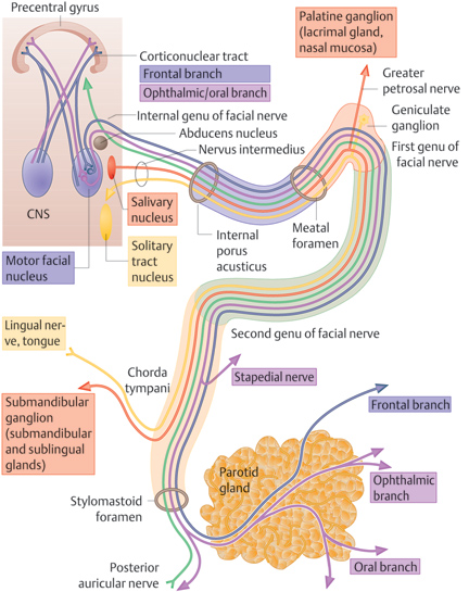 Facial Nerve Pathway 59