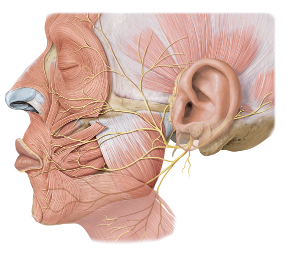 PHYSIOTHERAPY TREATMENT FOR BELL'S PALSY