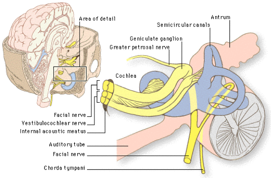 Acoustic Neuroma Facial Nerve 97