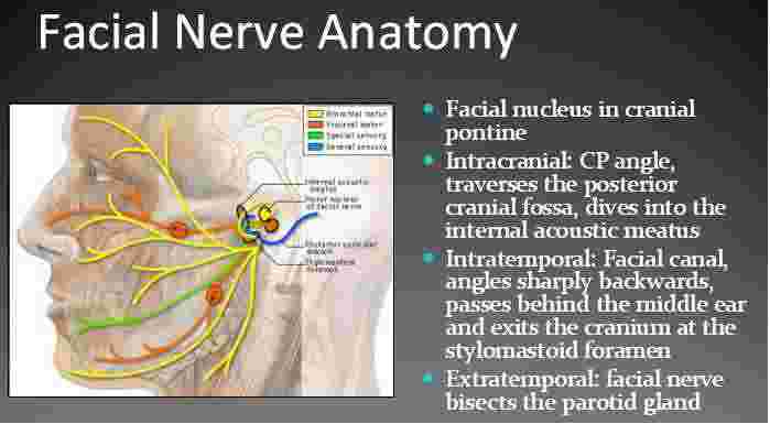 nerve transplant