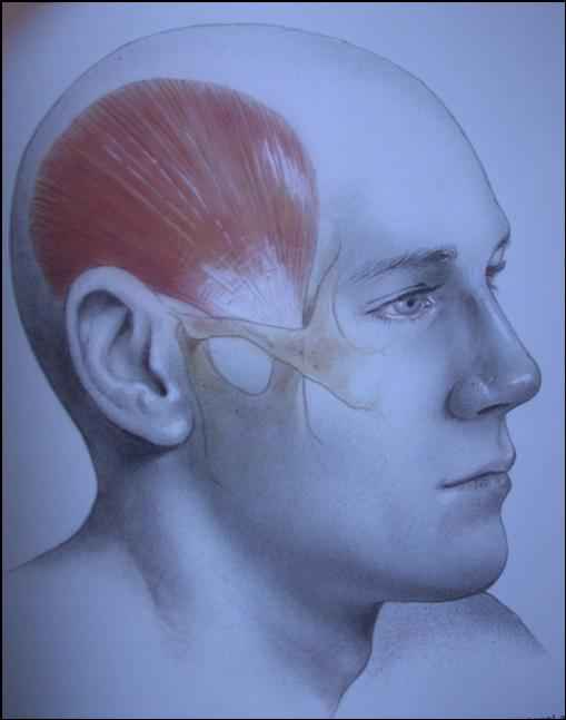 Temporalis Muscle