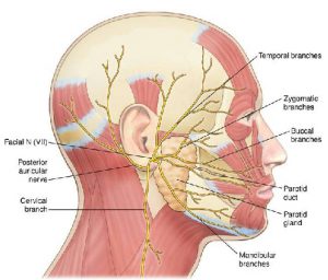 Selective Neurolysis for Facial Paralysis